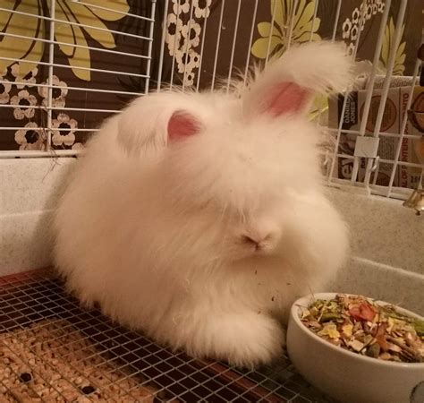 Beginners guide to showing angora rabbits - UK National Angora Rabbit Club