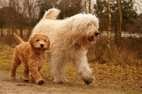 21 Most Popular Poodle Mix Dog Breeds - PetHelpful