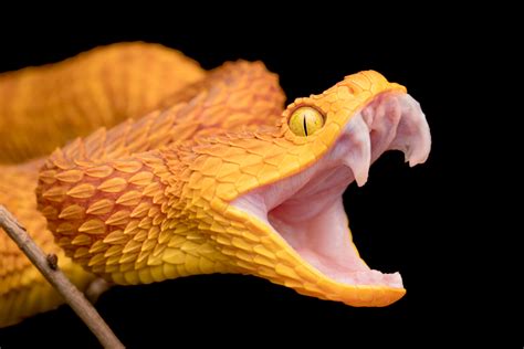 Scientists discover the secrets of snake fangs • Earth.com