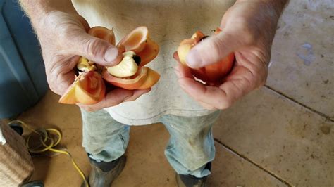 How to eat poisonous Ackee fruit - YouTube