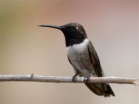 Black-chinned Hummingbird - eBird