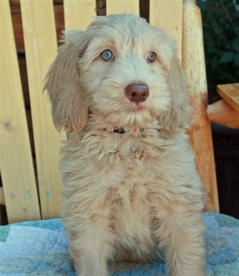 GORGEOUS MEDIUM MALE LABRADOODLE PUPPIES AVAILABLE TO GO HOME NOW! | Pacific Rim Labradoodles