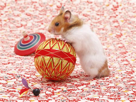 Homemade Chew Toys For Hamsters | Wow Blog