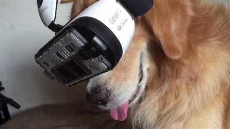 Dog Tries VR - YouTube