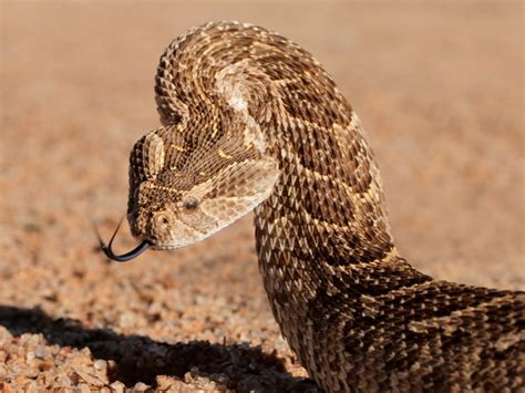 Man In Ireland Treated For Venomous Snake Bite - Reptiles Magazine