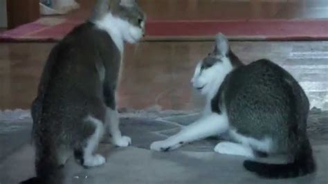 Mother Cat Protecting Her Kittens From Older Sibling - YouTube