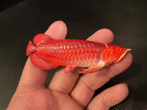 Red Arowana Fish Price In India | ubicaciondepersonas.cdmx.gob.mx