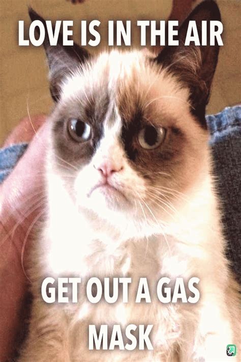 27 Very Funny Grumpy Cat Meme Images Gifs Joke Photos - vrogue.co