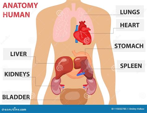 Human Organs, the Placement of Human Organs in the Body. Human Anatomy ...