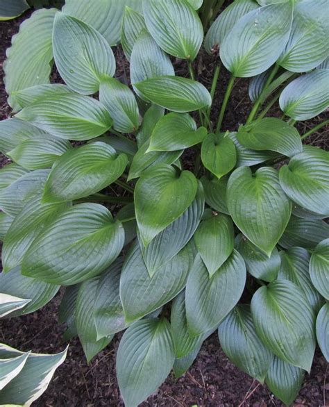 Hosta 'Devon Green' - Medium size. Shiny, dark-green leaves. | Hosta plants, Hosta varieties, Hostas