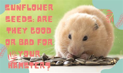 Sunflower Seeds: Are They Good or Bad for Your Hamster? - HamstersInfo.com