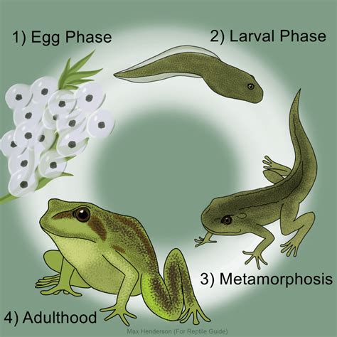 Life Cycle of a Frog: Stages of Frog Development Explained