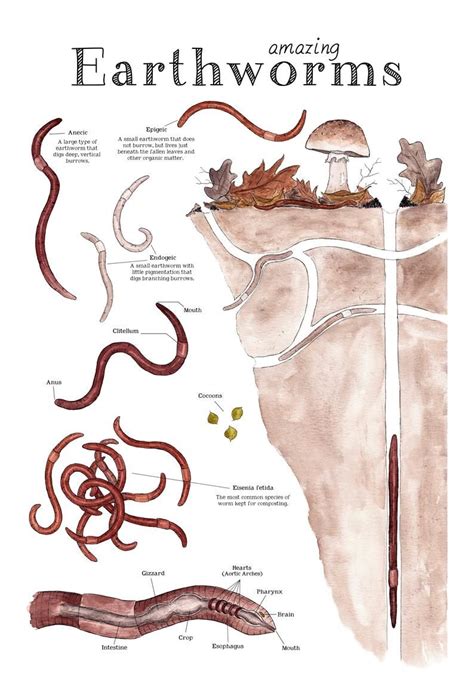 Amazing Earthworms 12 x 18 Poster Earthworm Anatomy | Etsy Science Art, Science Experiments ...