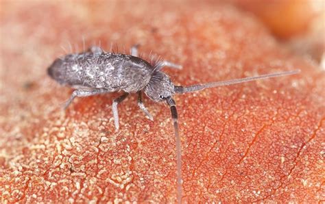 A Complete Guide to Springtails (aka snow fleas) - Termiguard