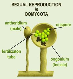 9 Oomycota ideas | fungi, microbiology, lichen moss