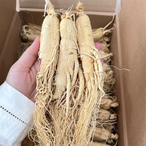 Ginseng Seeds Herbaceous Perennial