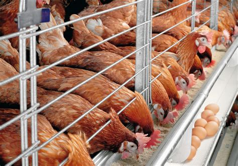 Farming Solutions from Windmill: Management of Poultry Layer birds