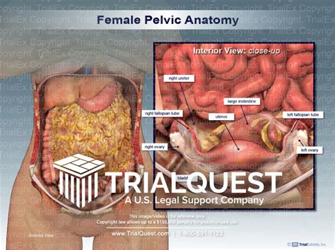 Female Pelvic Anatomy - TrialExhibits Inc.