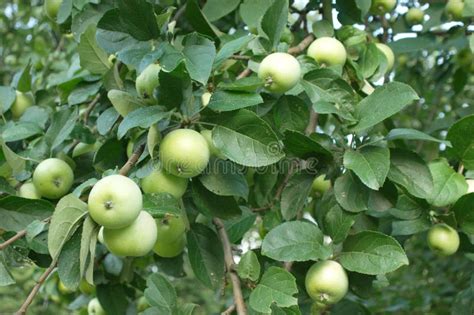 Green Apples On Apple-tree Closeup Stock Photo - Image: 26273210