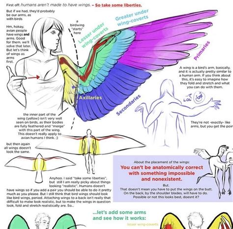 Pin on Arte-Animación | Wings drawing, Wing anatomy, Drawing reference