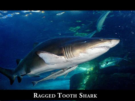 Ragged Tooth Shark by sacam101 on DeviantArt