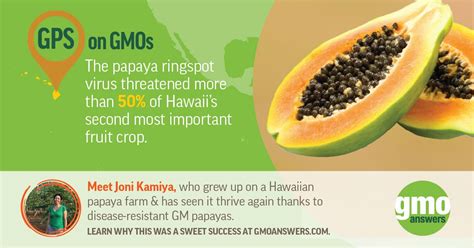 GMO Papayas- Resisting disease | Fruit