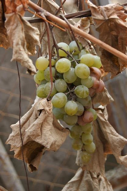 Premium Photo | Dry vine with a sprig of green grapes