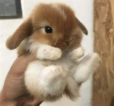 Take a minute and enjoy this adorable baby bunny 😭🥰 : r/aww