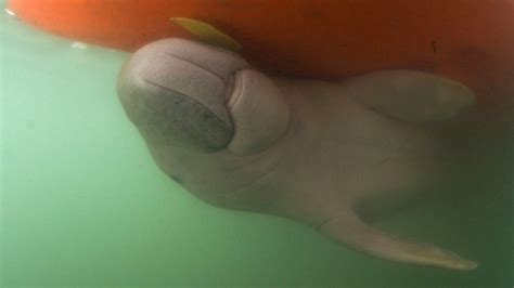 Thai vets nurture lost dugong calf with milk and sea grass | CTV News