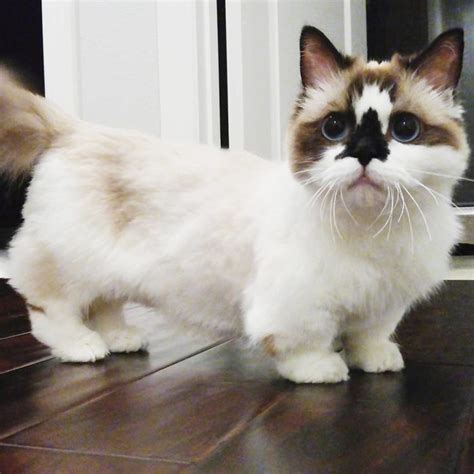 Meet Albert, The Cutest Munchkin Cat With Unique “Skull” Nose And 450,000 Followers | Munchkin ...