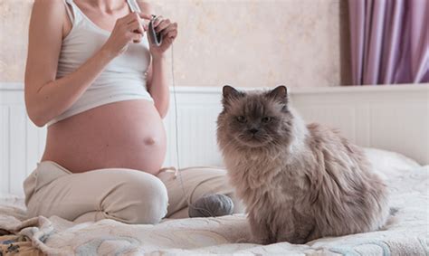 Toxoplasmosis - Pregnancy, Eye, Causes, Symptoms, Treatment