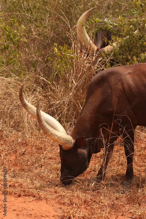 Sanga cattle, also called watusi,, indigenous cattle of sub-Saharan ...