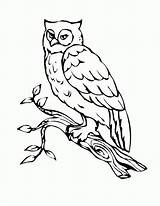Free Owl Preschool Coloring Pages  Home sketch template