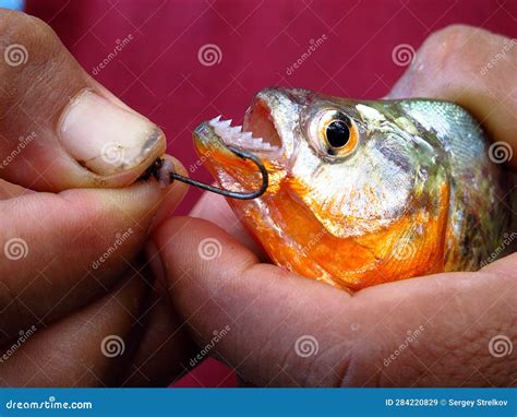 Piranha on Amazon River, Peru, South America Stock Image - Image of brazil, amazonie: 284220829