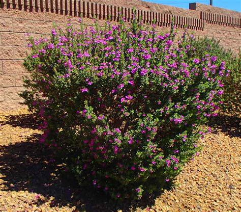 Xtremehorticulture of the Desert: Pruning Texas Ranger Different From ...