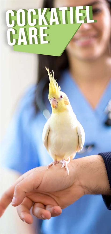 Cockatiel Care - A Complete Guide To Looking After Your Cockatiel