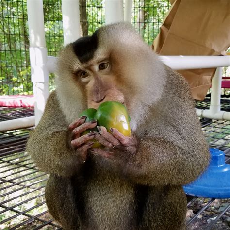 Opie | Primate Rescue Center