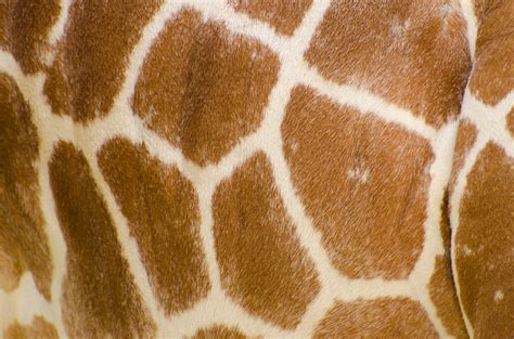 Genuine Leather Skin Of Giraffe Free Stock Photo - Public Domain Pictures