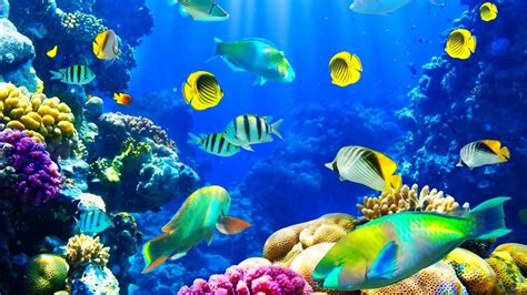Marine Biology Wallpapers - Top Free Marine Biology Backgrounds - WallpaperAccess