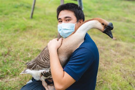 How to Pet a Goose - Farmhouse Guide