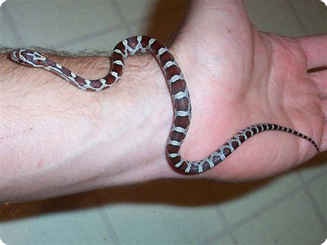 How To Take Care Of Baby Corn Snake at Nicholas Chausse blog