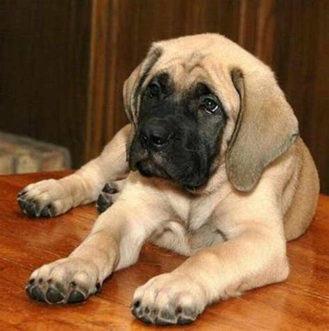 English Mastiff Training Tips | PETSIDI