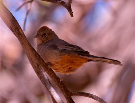 Canyon Towhee photo - Kevin Flanagan photos at pbase.com