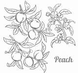 Peach Coloring Pages  Best For Kids sketch template