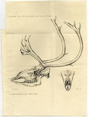 Antique Print-REINDEER ANATOMY-SKULL-ANTLERS-W. Vrolik-Veelwaard-1828 ...