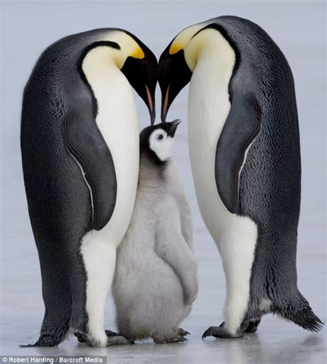 ForAnimalLover: Just a little p-p-p-peck on the head: Adorable baby penguin gets a kiss from mother