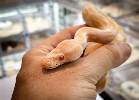 Corn Snake Morphs: The Complete List - A-Z Animals