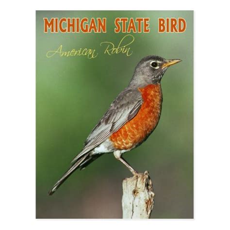 Michigan State Bird - American Robin Postcard | Zazzle