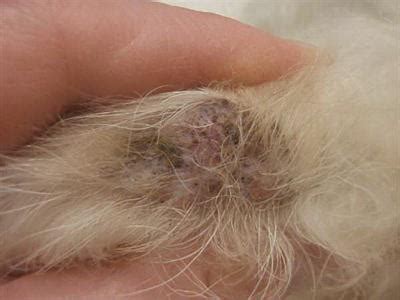 Causes of and treatment for stud tail in dogs (with pictures) - Vethelpful