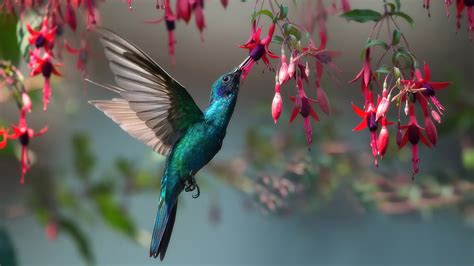 Animal Hummingbird 4K HD Wallpapers | HD Wallpapers | ID #33251